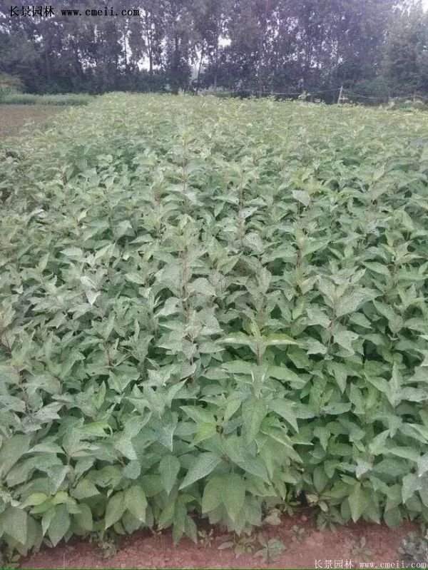 紅王子錦帶花 紅王子錦帶花