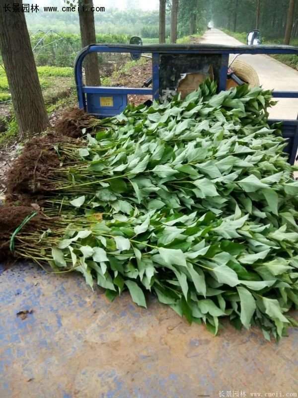 沭陽特價紅瑞木苗