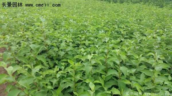 沭陽紅瑞木價(jià)格