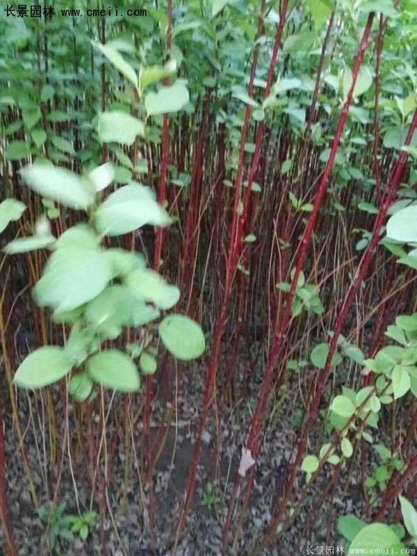 沭陽紅瑞木價(jià)格