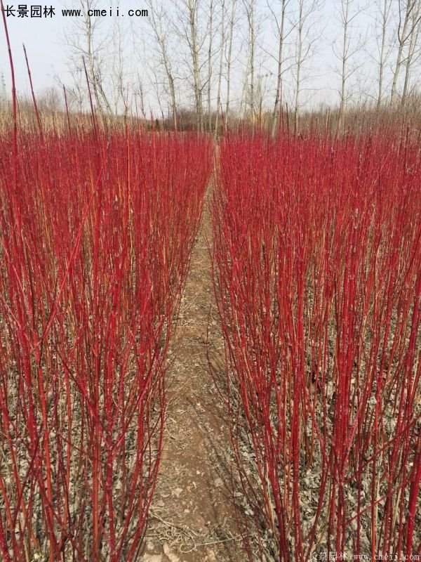 沭陽紅瑞木價(jià)格