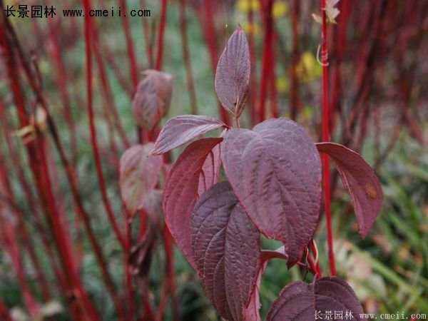紅瑞木規格 紅瑞木規格