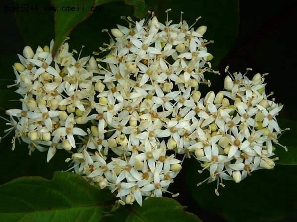 沭陽紅瑞木基地 沭陽紅瑞木基地