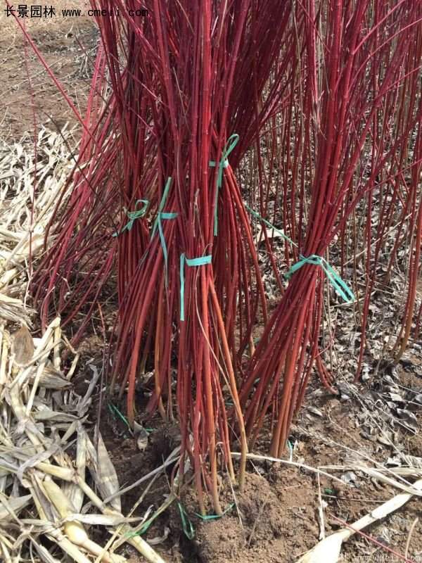 沭陽紅瑞木基地 沭陽紅瑞木基地