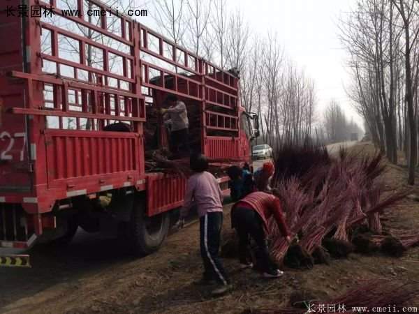 沭陽紅瑞木基地 沭陽紅瑞木基地