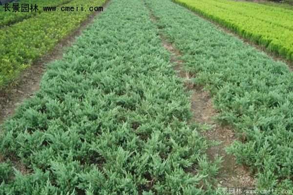沭陽(yáng)地柏苗