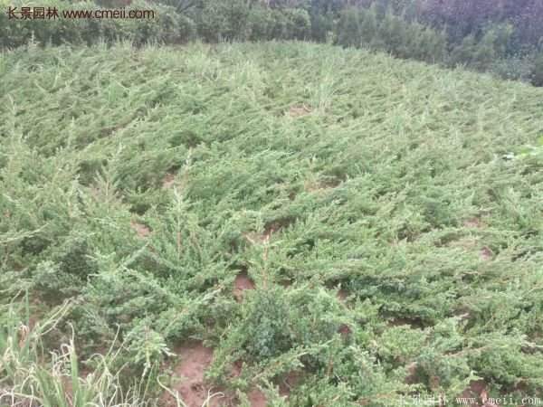 地柏價(jià)格 地柏價(jià)格