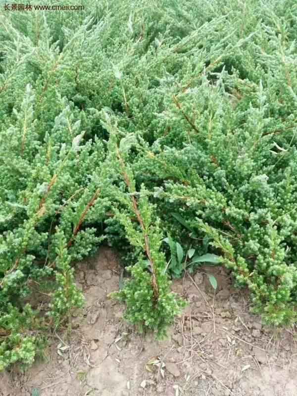 地柏價(jià)格 地柏價(jià)格