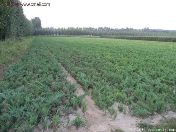 沭陽地柏的規格 沭陽地柏的規格