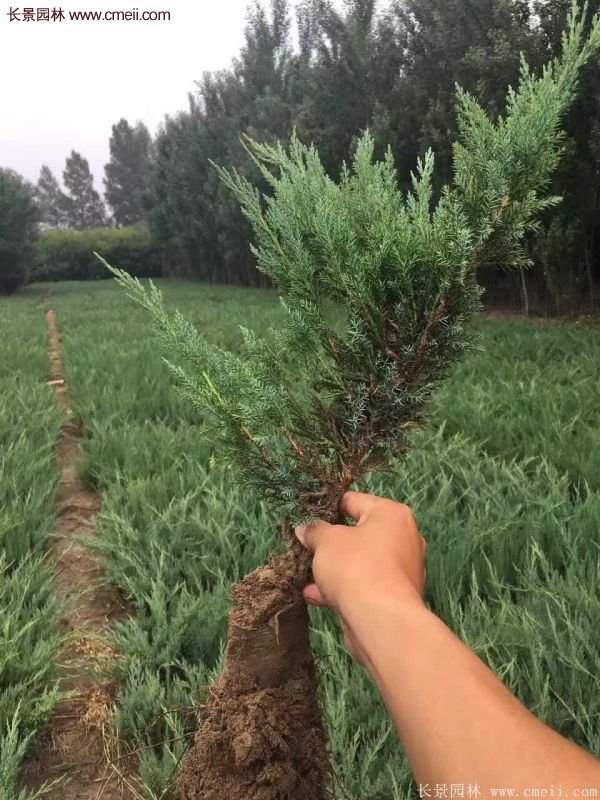 沙地柏基地 沙地柏基地
