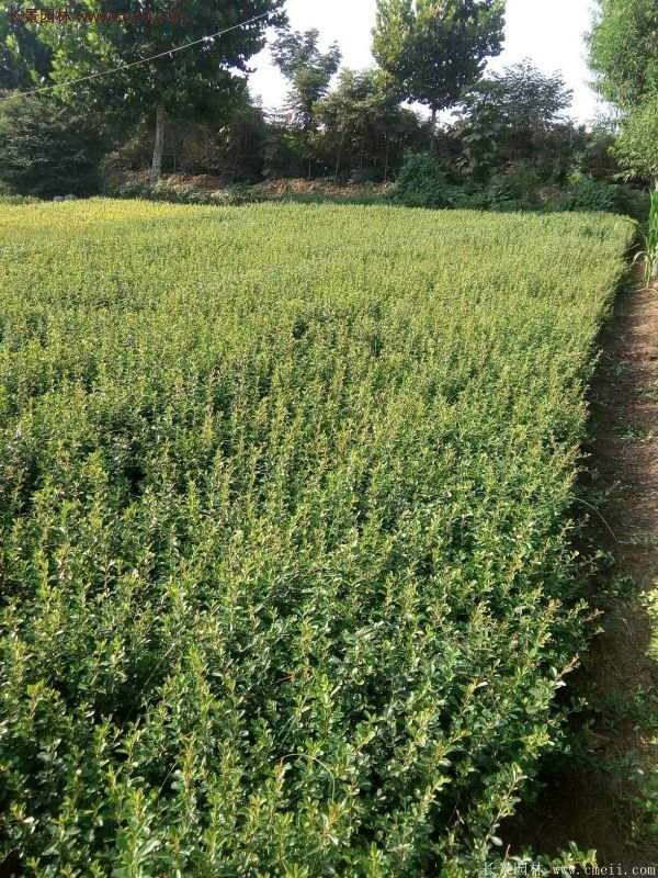 沭陽火棘苗 沭陽火棘苗