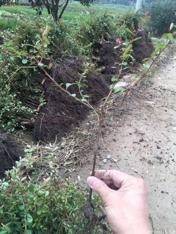 沭陽火棘苗 沭陽火棘苗