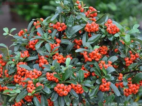 沭陽(yáng)火棘綠化