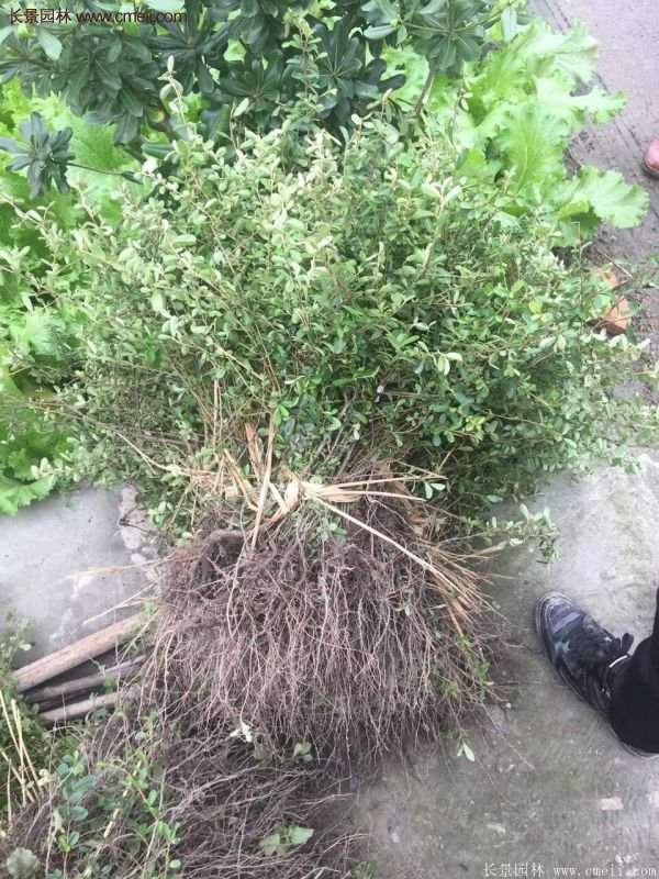 沭陽(yáng)火棘綠化