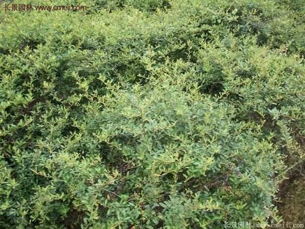 沭陽(yáng)火棘綠化