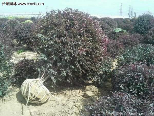 沭陽(yáng)火棘基地 沭陽(yáng)火棘基地