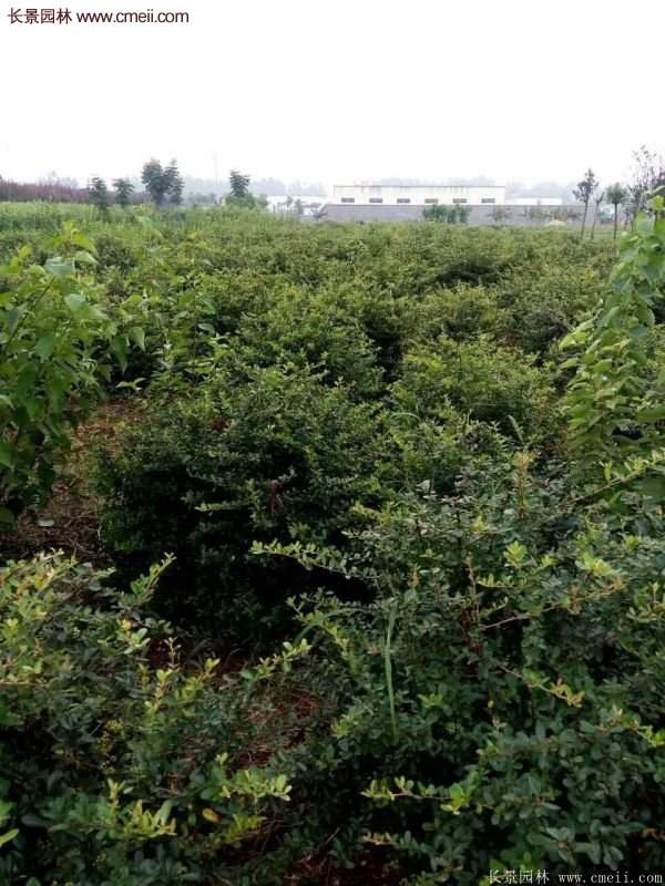 沭陽(yáng)低價(jià)火棘苗