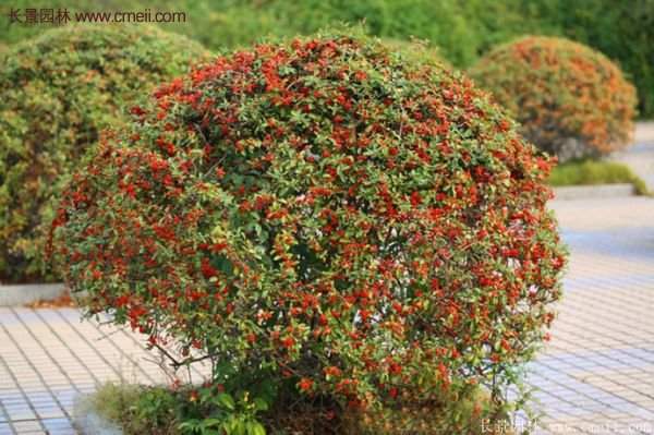 沭陽(yáng)低價(jià)火棘苗