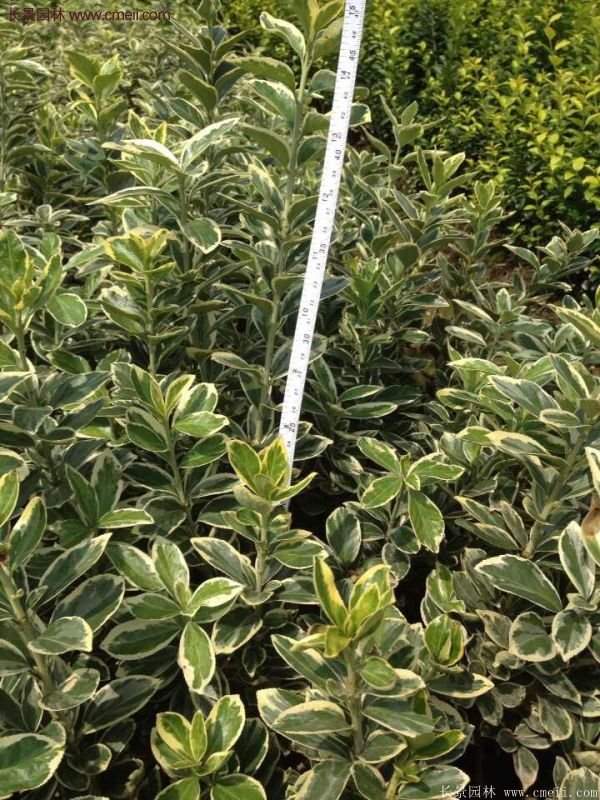 沭陽金邊黃楊價(jià)格