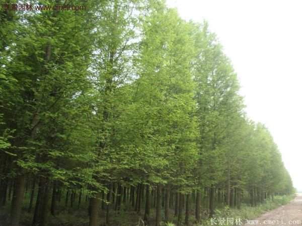 水杉樹種植技術