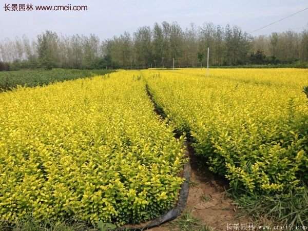 沭陽金葉女貞基地 沭陽金葉女貞基地