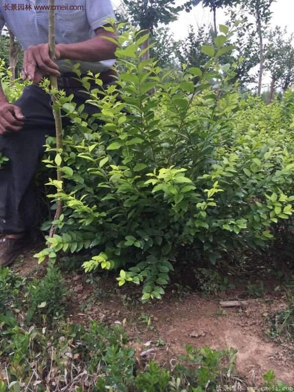 金葉女貞供應基地 金葉女貞供應基地