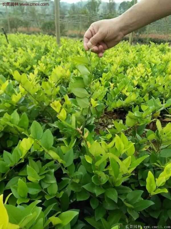 金森女貞 金森女貞