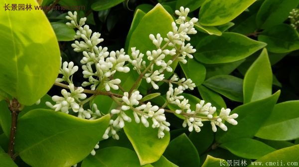 金森女貞 金森女貞