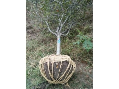 哪里的垂絲海棠苗價格比較低？