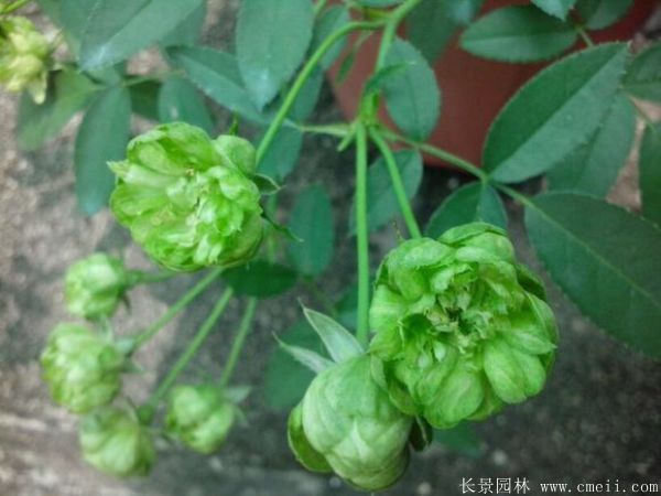 歐月-長(zhǎng)景園林