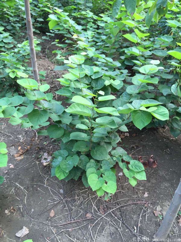 叢生紫荊-長景園林