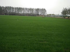 冷季型草坪黑麥草混播圖片