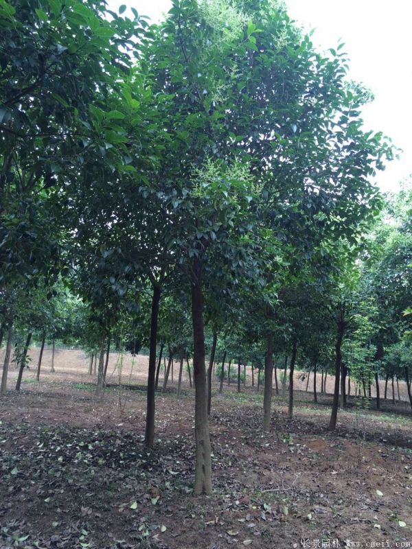 大葉女貞圖片大葉女貞基地實拍 大葉女貞圖片大葉女貞基地實拍