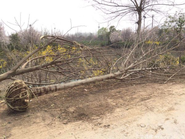 構(gòu)樹圖片構(gòu)樹基地實拍