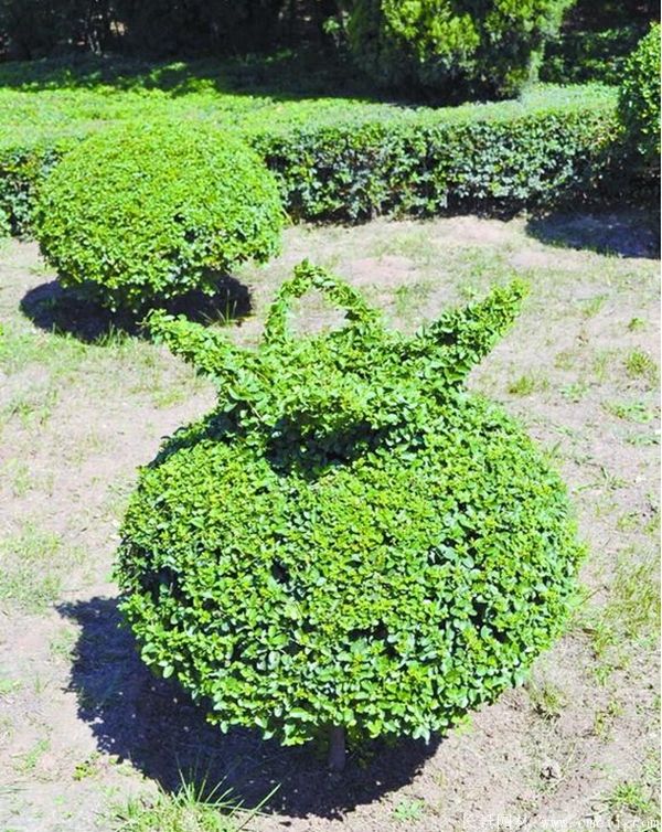 小葉女貞造型樹圖片基地實拍 小葉女貞造型樹圖片基地實拍