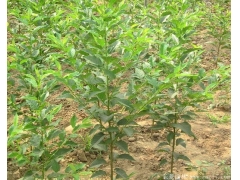 求購櫻花樹苗，選擇一家優質,價低，誠信高的供