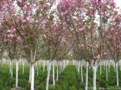 低價供應6公分櫻花樹苗，只有你想不到，沒有我