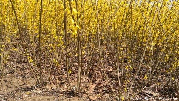 連翹圖片基地實(shí)拍