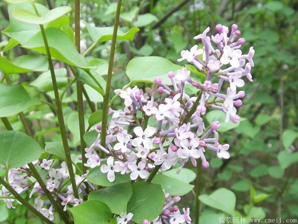 丁香圖片基地實拍 丁香圖片基地實拍
