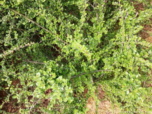 平枝荀子圖片基地實(shí)拍