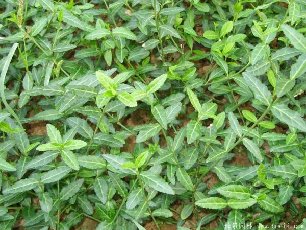 扶芳藤圖片基地實拍 扶芳藤圖片基地實拍