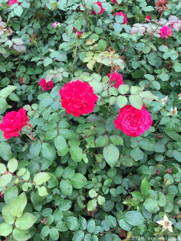微型月季圖片基地實拍 微型月季圖片基地實拍
