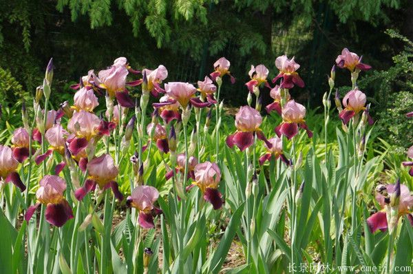 美人蕉圖片基地實拍