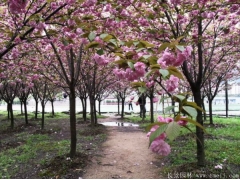 櫻花樹苗8_10公分超低價，海量現貨，苗圃直銷