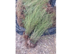 棣棠球價格是怎么計算的，多少錢一棵？