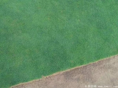 剪股穎圖片_低矮免修剪草坪_球場(chǎng)