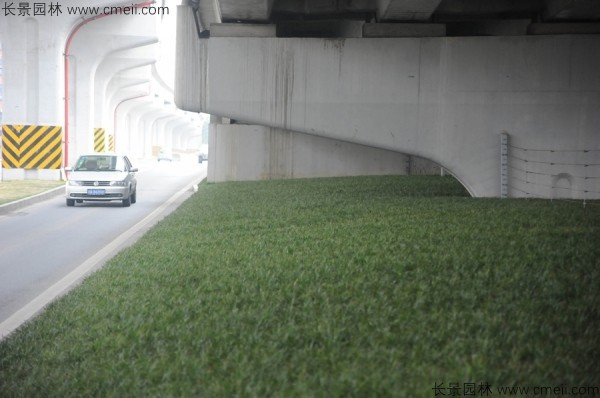 麥冬草種子發(fā)芽出苗開(kāi)花圖片