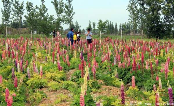 魯冰花種子發芽出苗開花圖片
