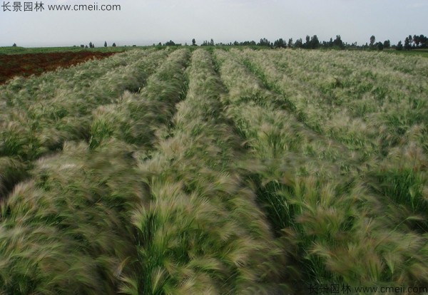 狗尾草種子發芽出苗圖片