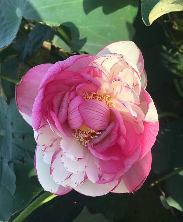 荷花種植基地實拍優質品種類